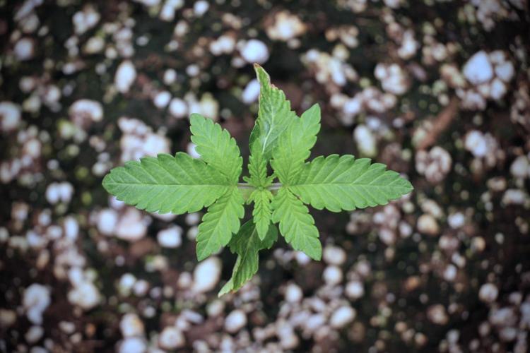 TicaL X Zamnesia-NectarDrip pack#268/750. Week 3 - Nectar Drip