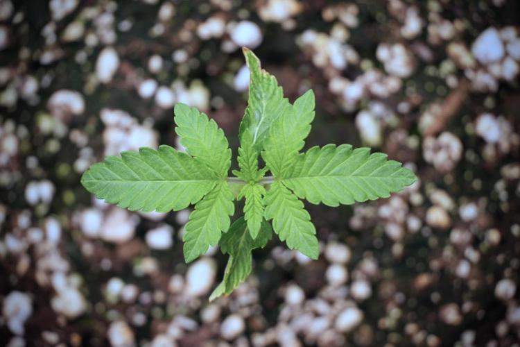 TicaL X Zamnesia-NectarDrip pack#268/750. Week 3 - Nectar Drip