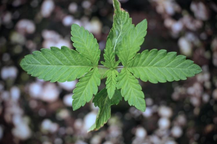 TicaL X Zamnesia-NectarDrip pack#268/750. Week 3 - Nectar Drip