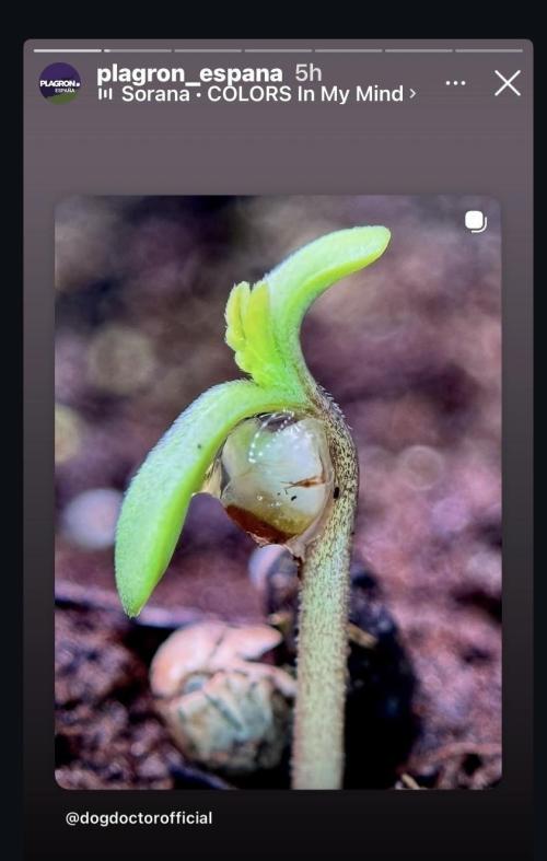 LSD Zamnesia Trippping. Week 2 - Thank you Plagron ES