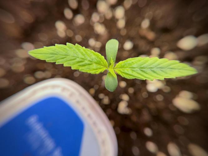 LSD Zamnesia Trippping. Week 2 - LSD