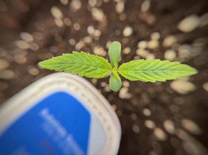 LSD Zamnesia Trippping. Week 2 - LSD