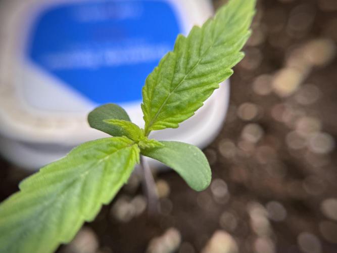 LSD Zamnesia Trippping. Week 2 - LSD