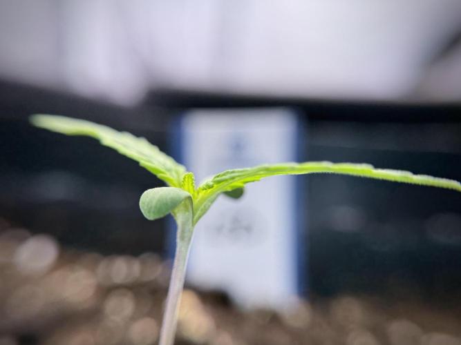 LSD Zamnesia Trippping. Week 2 - LSD