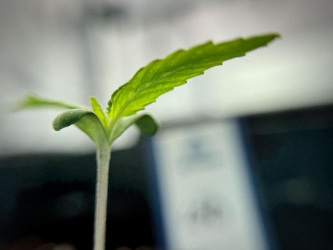 LSD Zamnesia Trippping. Week 2 - LSD