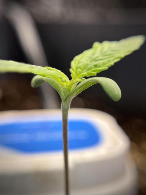 LSD Zamnesia Trippping. Week 2 - LSD