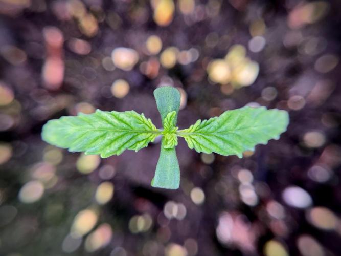 LSD Zamnesia Trippping. Week 2 - LSD