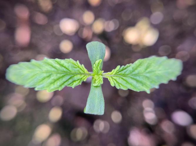 LSD Zamnesia Trippping. Week 2 - LSD