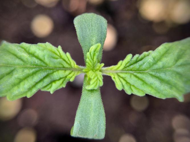 LSD Zamnesia Trippping. Week 2 - LSD