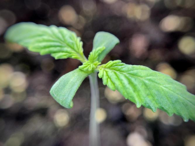 LSD Zamnesia Trippping. Week 2 - LSD