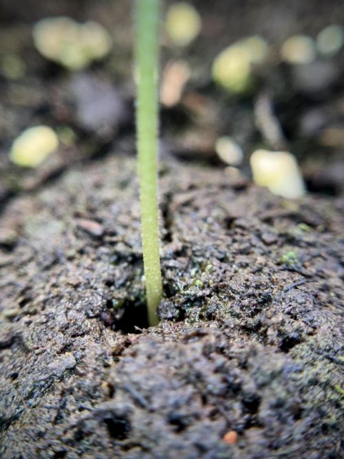 LSD Zamnesia Trippping. Week 2 - LSD