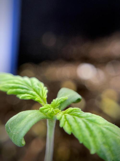 LSD Zamnesia Trippping. Week 2 - LSD