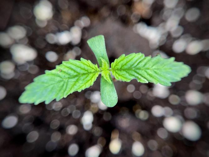 LSD Zamnesia Trippping. Week 2 - LSD