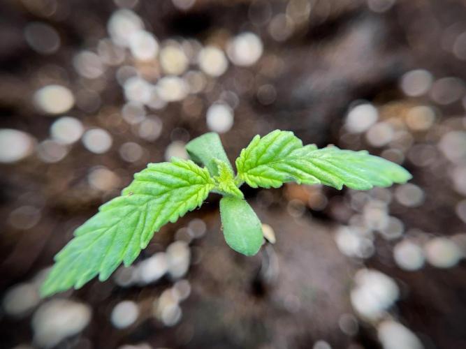 LSD Zamnesia Trippping. Week 2 - LSD