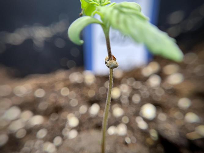 LSD Zamnesia Trippping. Week 2 - LSD