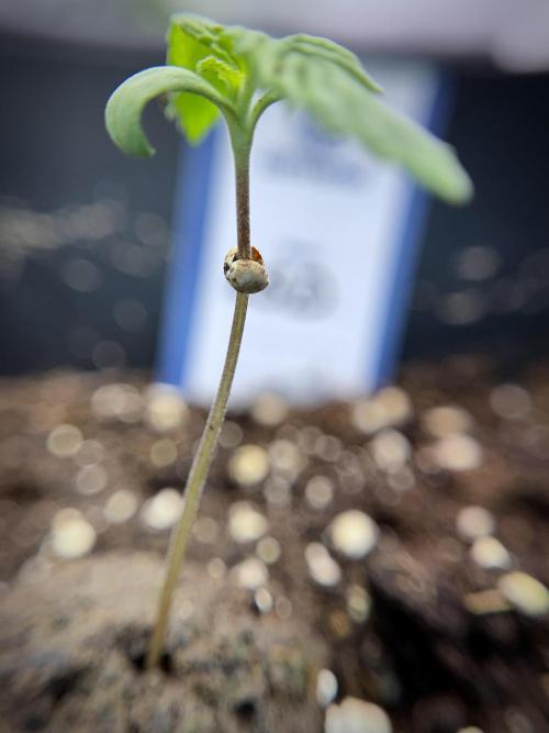 LSD Zamnesia Trippping. Week 2 - LSD