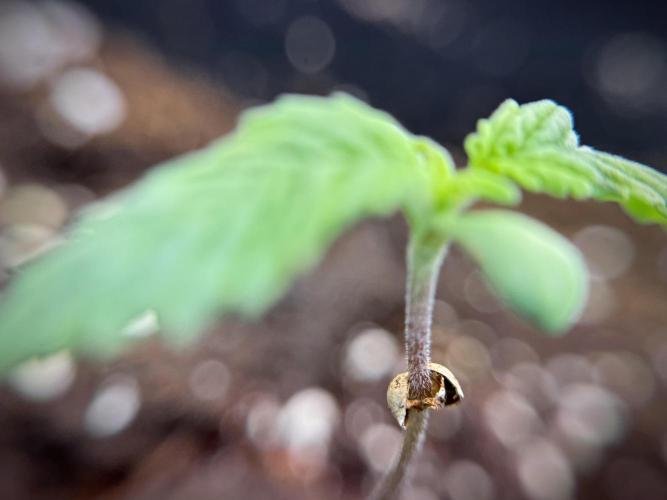 LSD Zamnesia Trippping. Week 2 - LSD