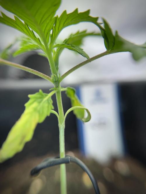 LSD Zamnesia Trippping. Week 2 - LSD