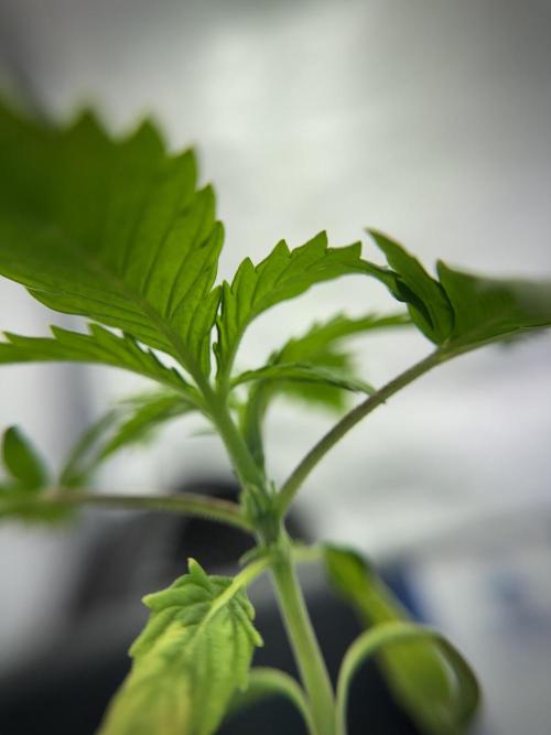 LSD Zamnesia Trippping. Week 2 - LSD