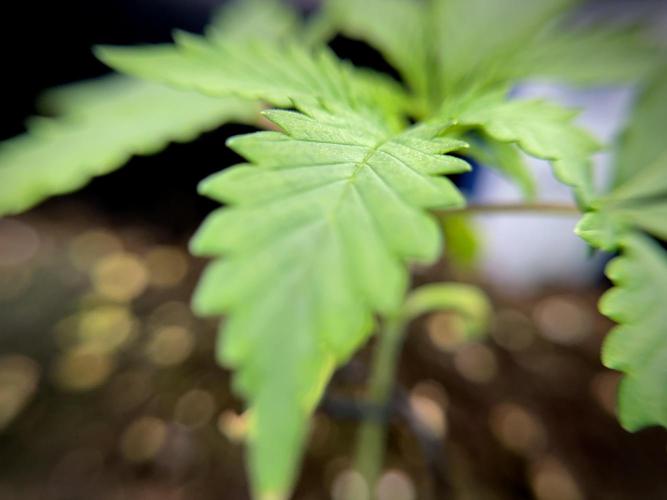 LSD Zamnesia Trippping. Week 2 - LSD