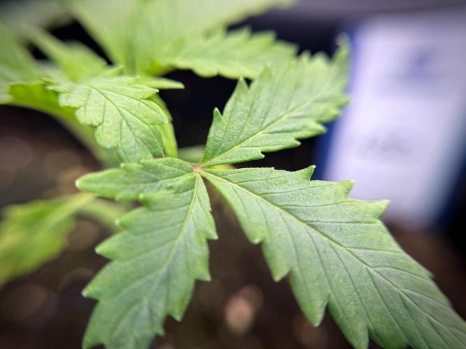 LSD Zamnesia Trippping. Week 2 - LSD