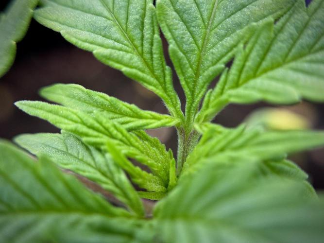 LSD Zamnesia Trippping. Week 2 - LSD