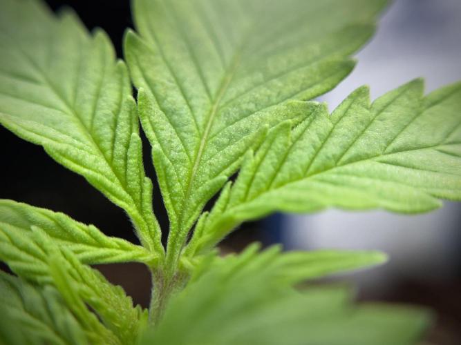 LSD Zamnesia Trippping. Week 2 - LSD