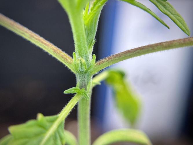 LSD Zamnesia Trippping. Week 2 - LSD