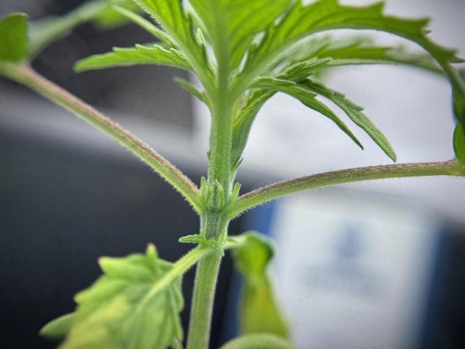 LSD Zamnesia Trippping. Week 2 - LSD