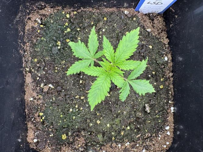 LSD Zamnesia Trippping. Week 2 - LSD