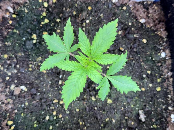 LSD Zamnesia Trippping. Week 2 - LSD