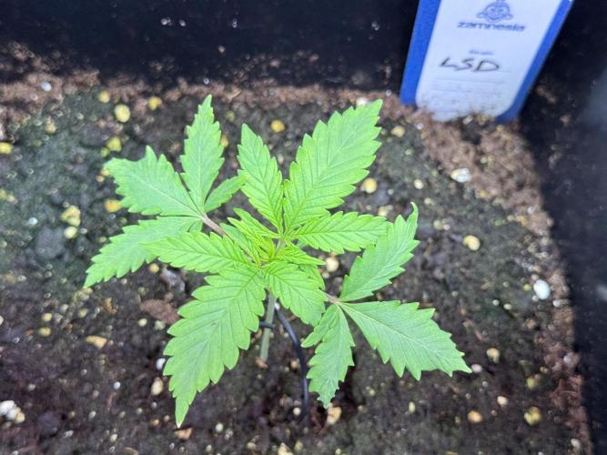 LSD Zamnesia Trippping. Week 2 - LSD