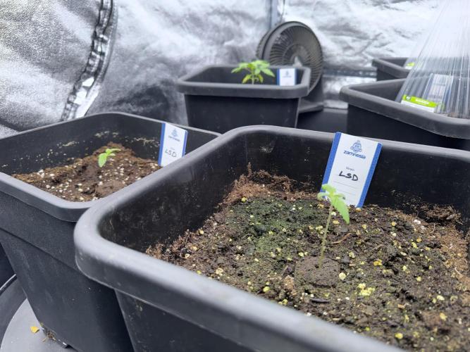 LSD Zamnesia Trippping. Week 2 - LSD