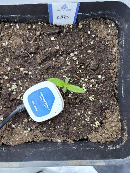 LSD Zamnesia Trippping. Week 2 - LSD