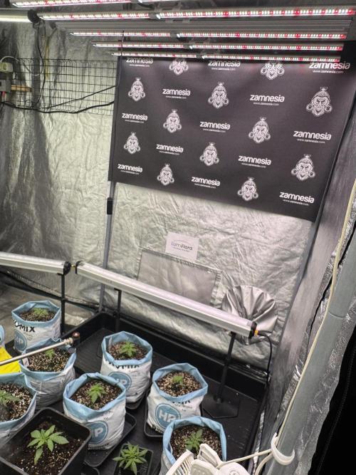 LSD Zamnesia Trippping. Week 2 - Room And Vibes 