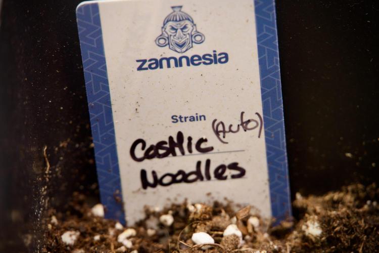 Cosmic Noodles a Zamnesia Dish. Week 2 - Plant B