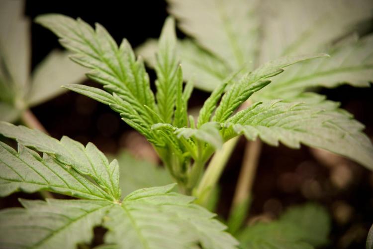 Cosmic Noodles a Zamnesia Dish. Week 2 - Plant B