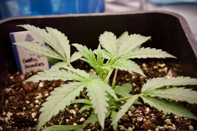 Cosmic Noodles a Zamnesia Dish. Week 2 - Plant B