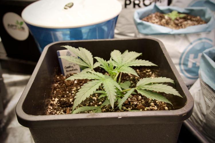 Cosmic Noodles a Zamnesia Dish. Week 2 - Plant B