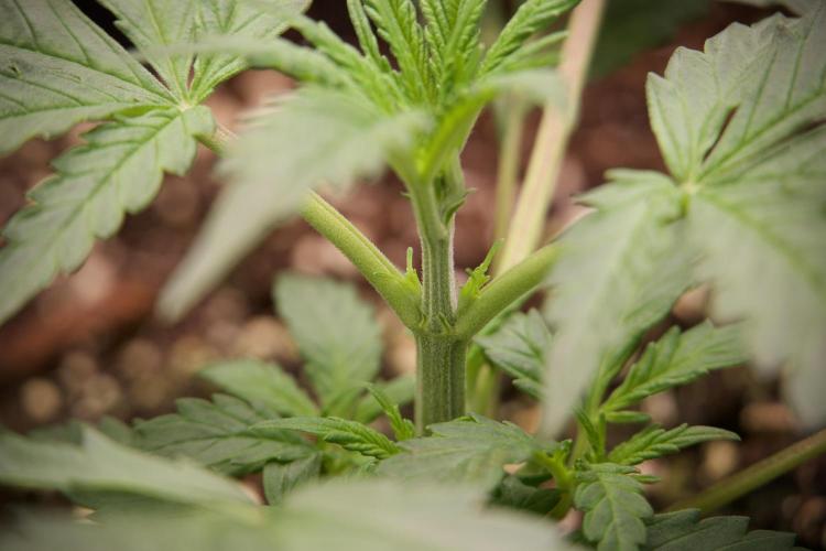 Cosmic Noodles a Zamnesia Dish. Week 2 - Plant B