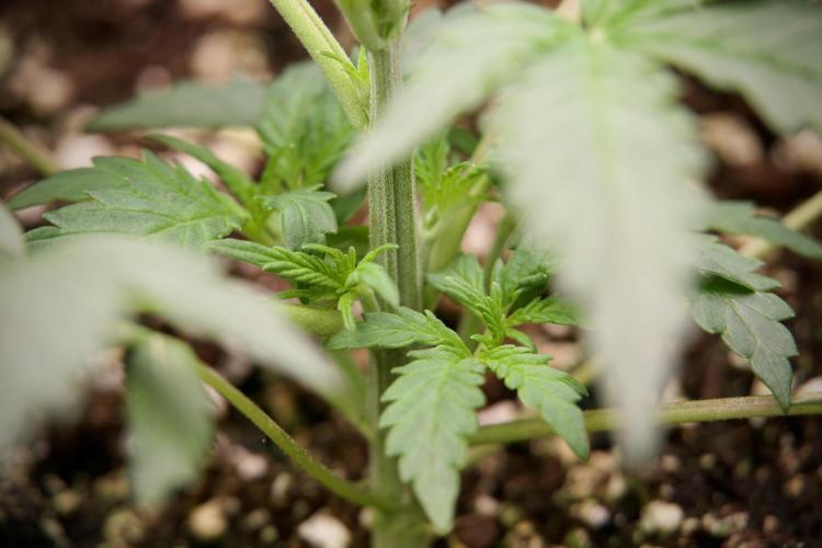 Cosmic Noodles a Zamnesia Dish. Week 2 - Plant B