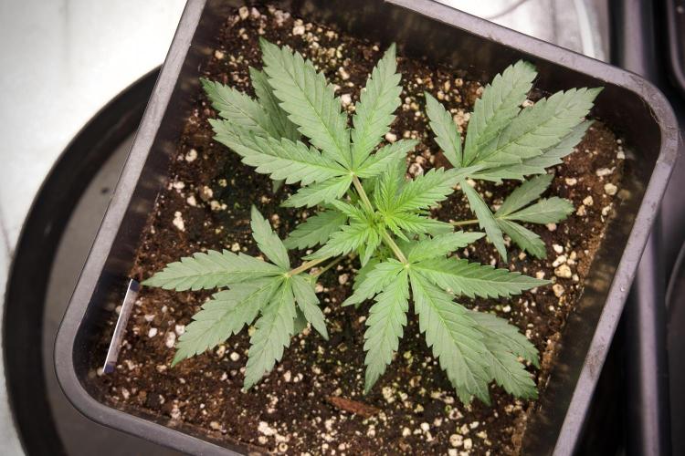 Cosmic Noodles a Zamnesia Dish. Week 2 - Plant B