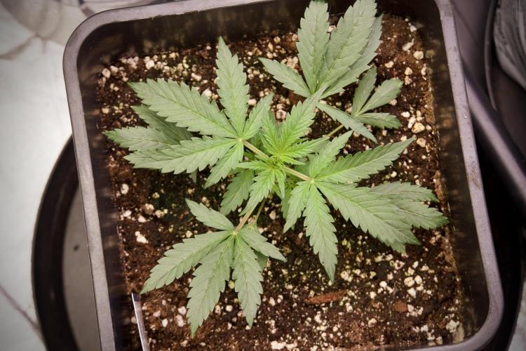 Cosmic Noodles a Zamnesia Dish. Week 2 - Plant B