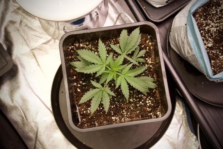 Cosmic Noodles a Zamnesia Dish. Week 2 - Plant B