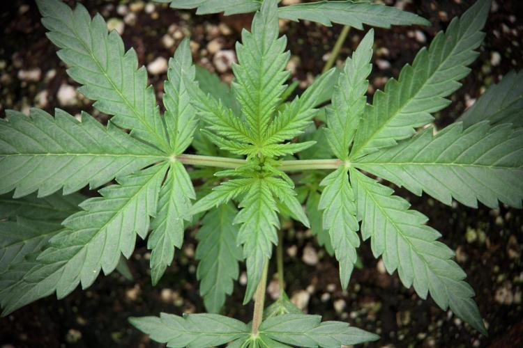 Cosmic Noodles a Zamnesia Dish. Week 2 - Plant B