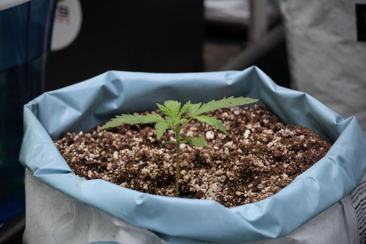 Cosmic Noodles a Zamnesia Dish. Week 2 - Plant A