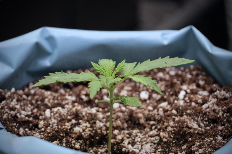 Cosmic Noodles a Zamnesia Dish. Week 2 - Plant A