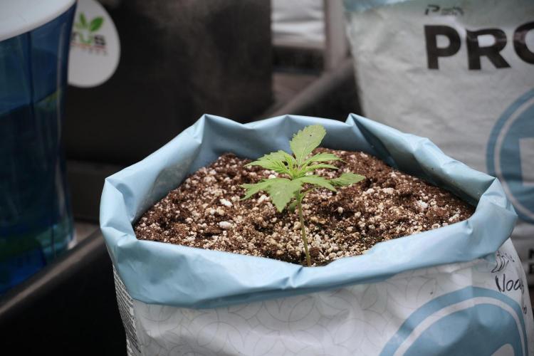 Cosmic Noodles a Zamnesia Dish. Week 2 - Plant A