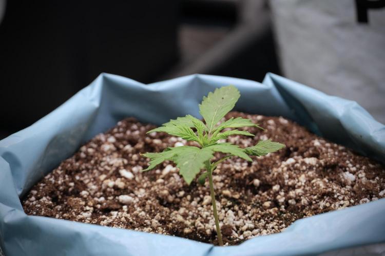 Cosmic Noodles a Zamnesia Dish. Week 2 - Plant A