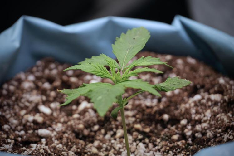 Cosmic Noodles a Zamnesia Dish. Week 2 - Plant A